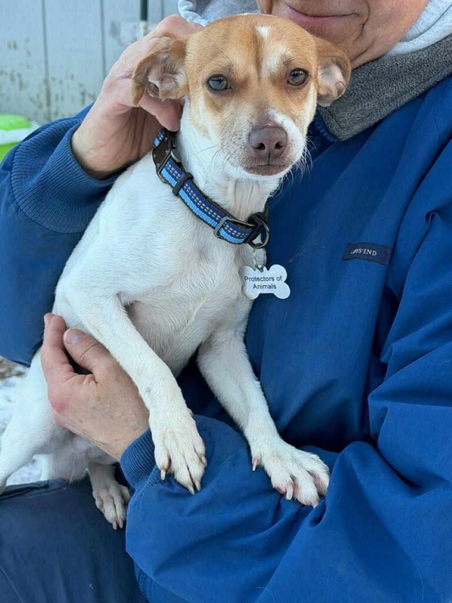 Enlarge Frankie, a ADOPTABLE mixed breed in East Hartford, CT image 3/5