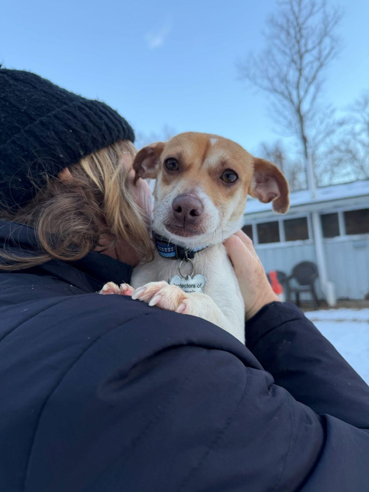 Enlarge Frankie, a ADOPTABLE mixed breed in East Hartford, CT image 5/5