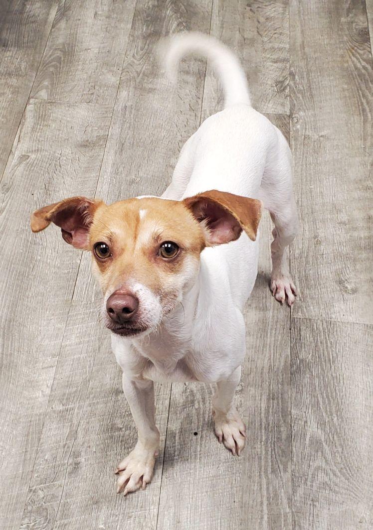 Enlarge Frankie, a ADOPTABLE mixed breed in East Hartford, CT image 2/5