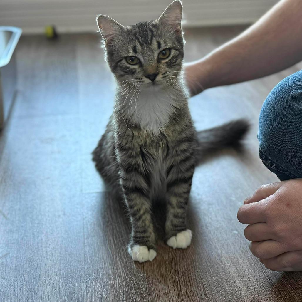 Greyson, Adoptable, Young Male Domestic Long Hair.