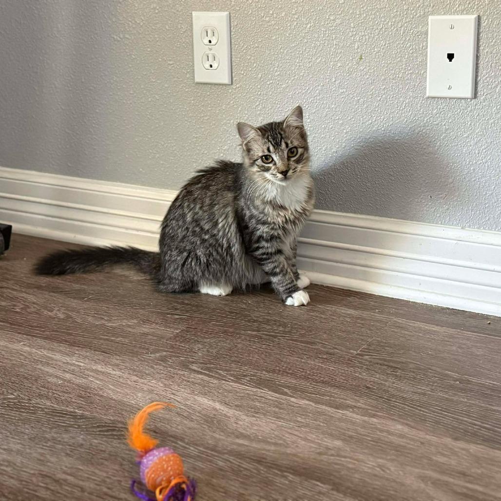 Enlarge Greyson, a Adoptable Domestic Long Hair in Port Neches, TX image 2/5