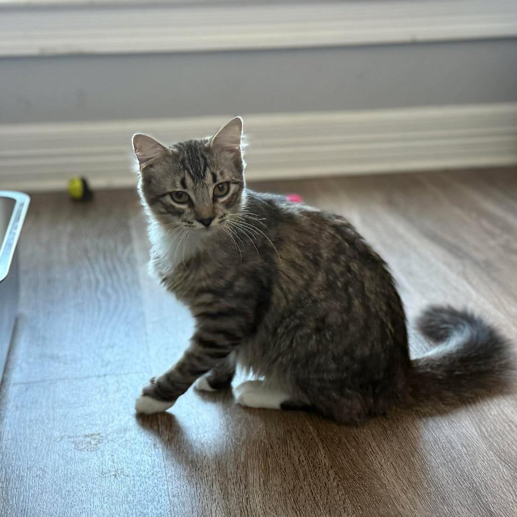 Enlarge Greyson, a Adoptable Domestic Long Hair in Port Neches, TX image 3/5
