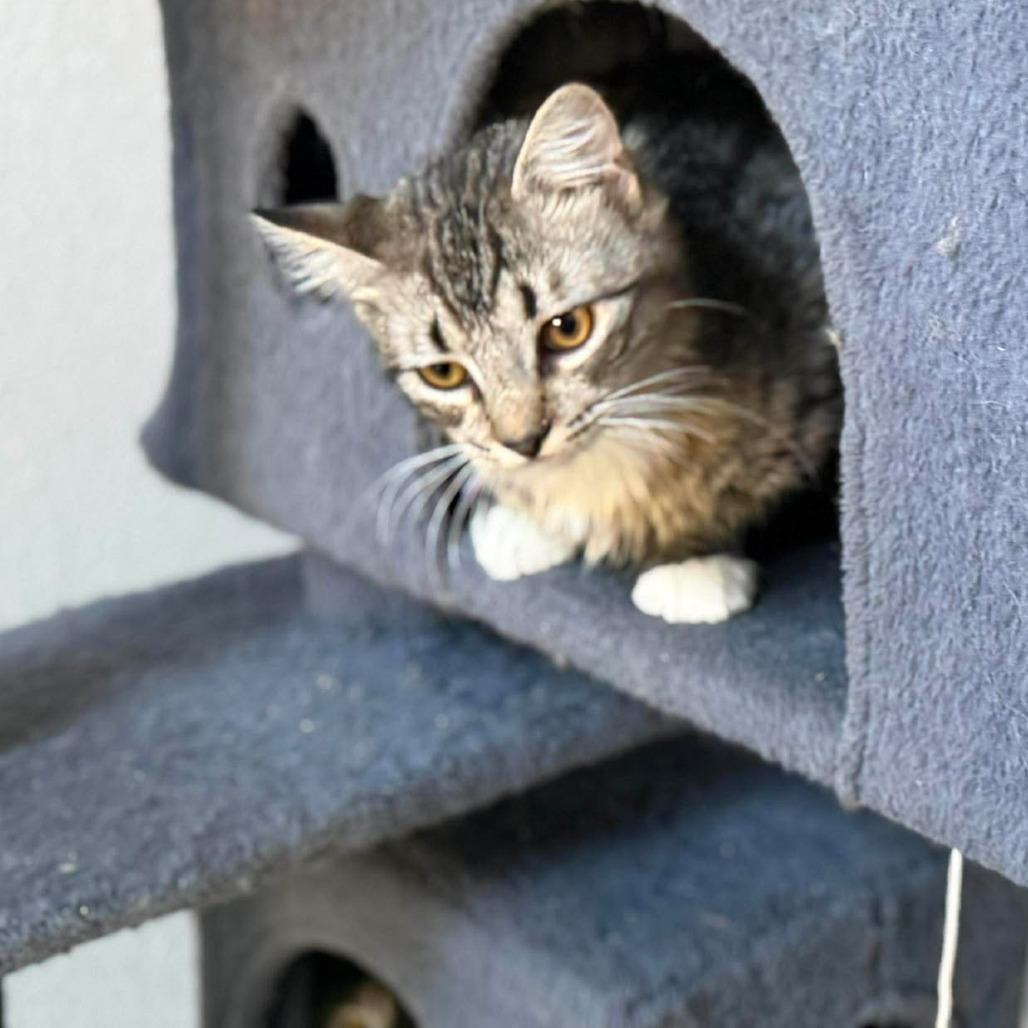 Enlarge Greyson, a Adoptable Domestic Long Hair in Port Neches, TX image 4/5