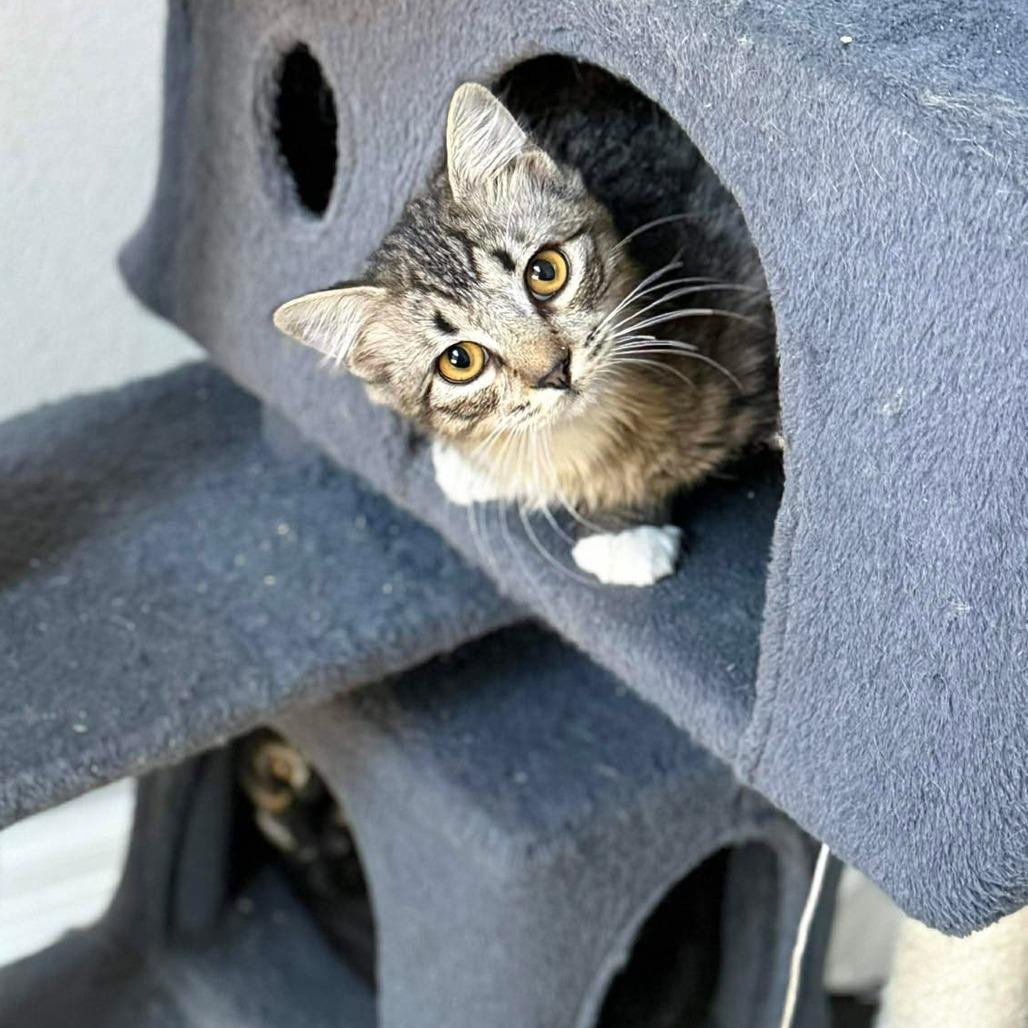Enlarge Greyson, a Adoptable Domestic Long Hair in Port Neches, TX image 5/5
