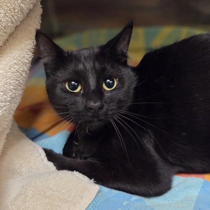 Enlarge Empress, a Adoptable mixed breed in Westland, MI image 2/2