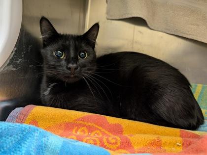 Empress, a Adoptable mixed breed in Westland, MI image 2/2