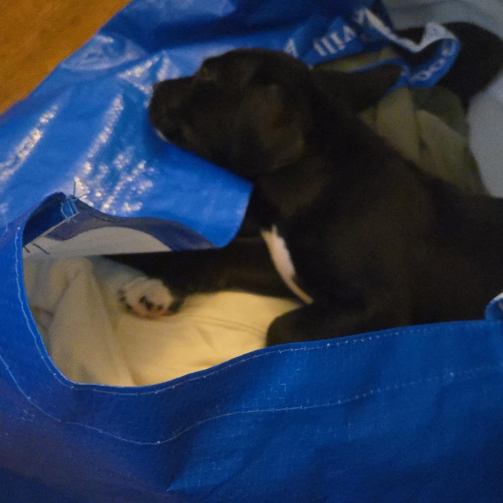 Bullet, a Adoptable mixed breed in Long Beach, CA image 1/3