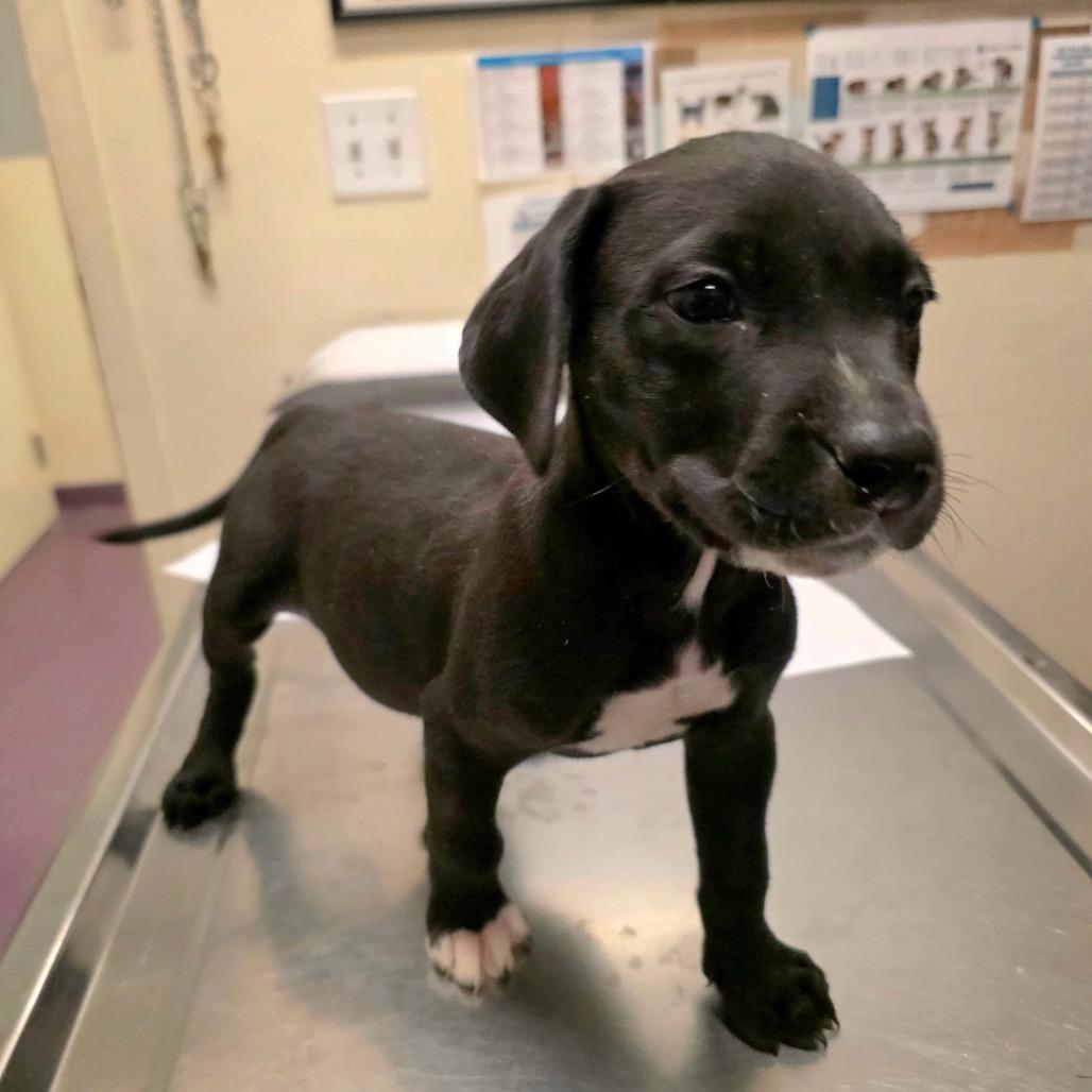 Bullet, a Adoptable mixed breed in Long Beach, CA image 2/3