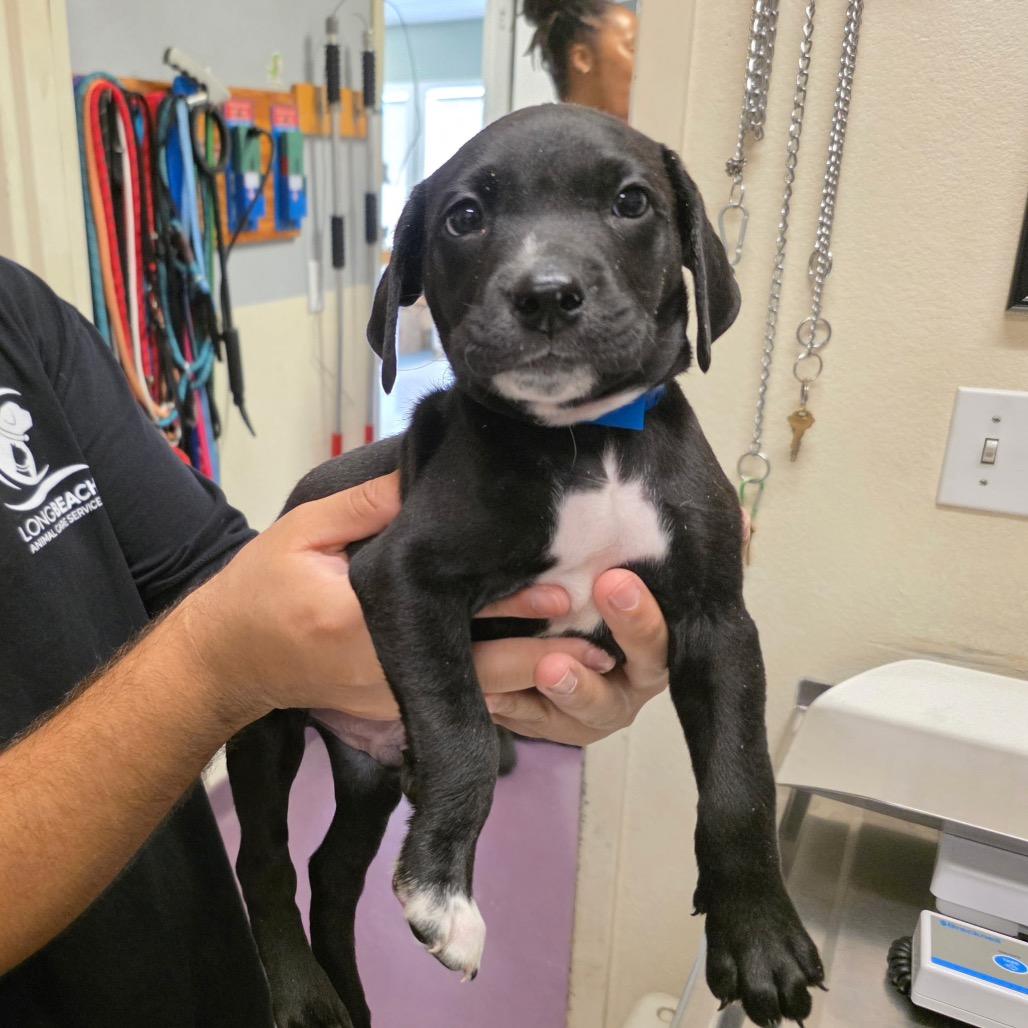 Bullet, a Adoptable mixed breed in Long Beach, CA image 3/3
