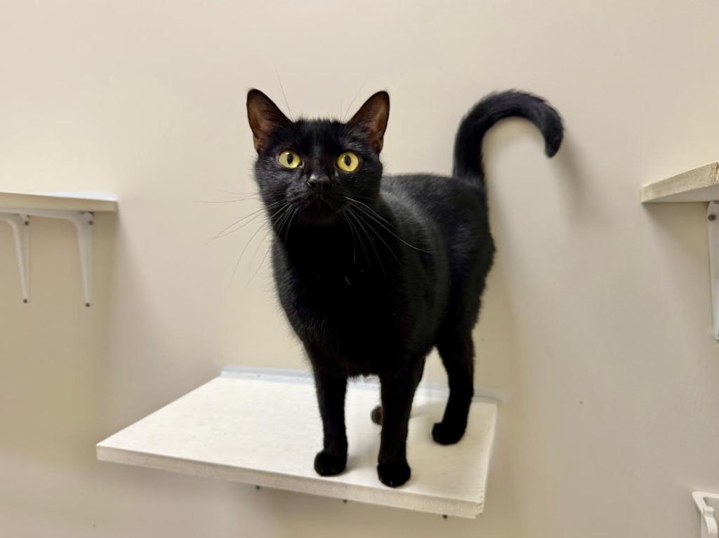 Enlarge Coriander, a Adoptable mixed breed in Raleigh, NC image 1/1