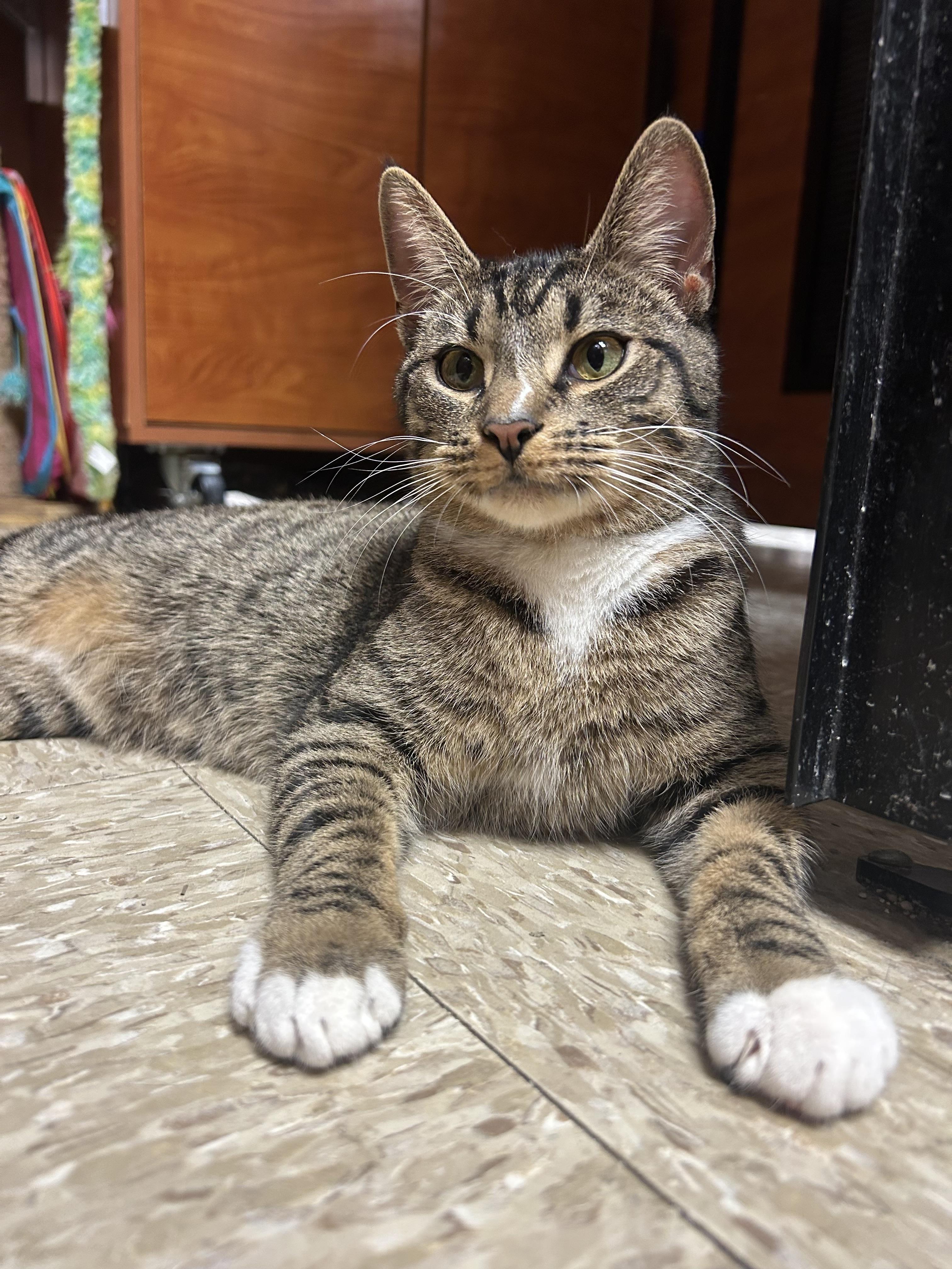 Frack, adoptable, Young Male Tabby.