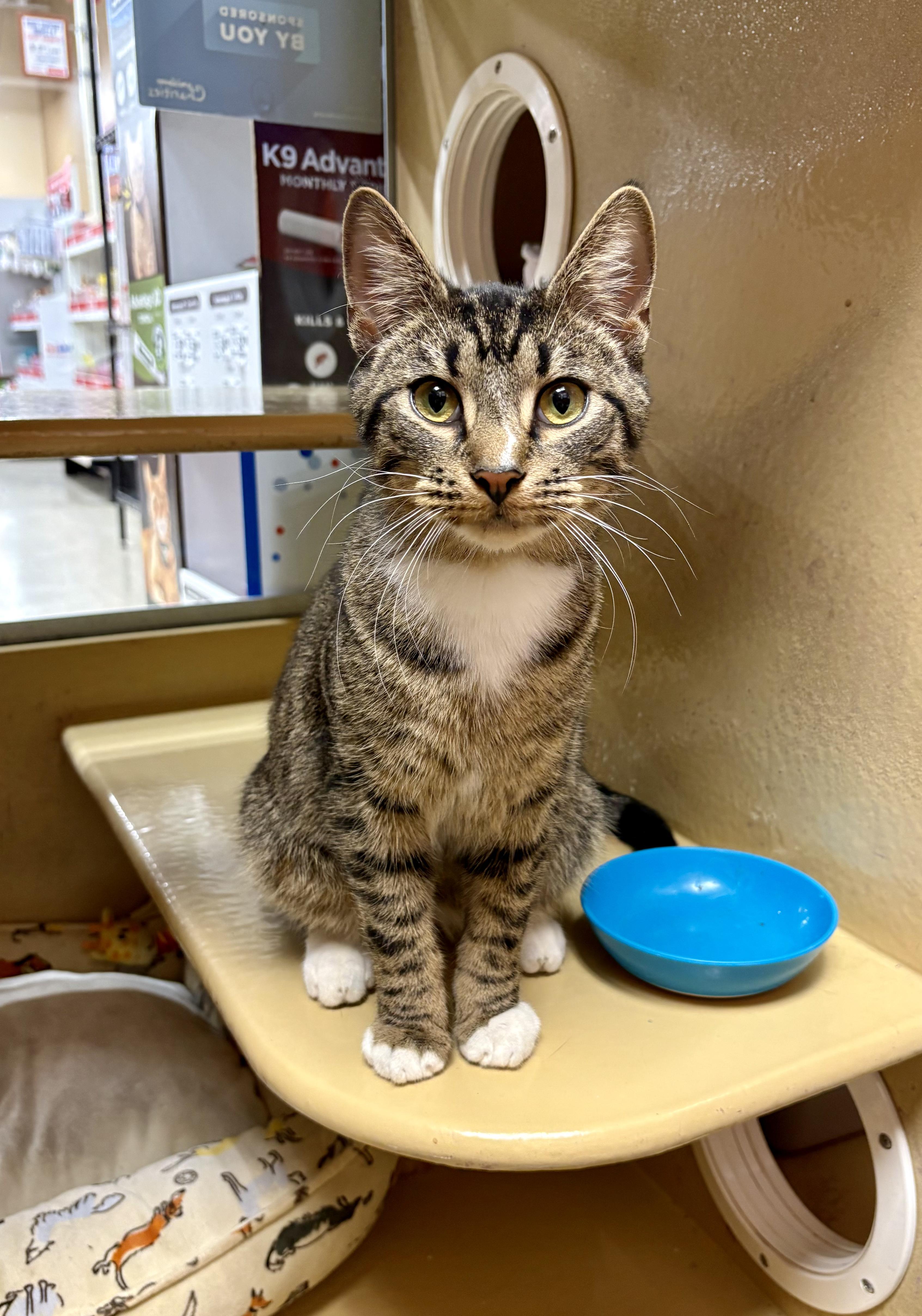 Enlarge Frack, an adoptable Tabby in Columbia, SC image 2/2
