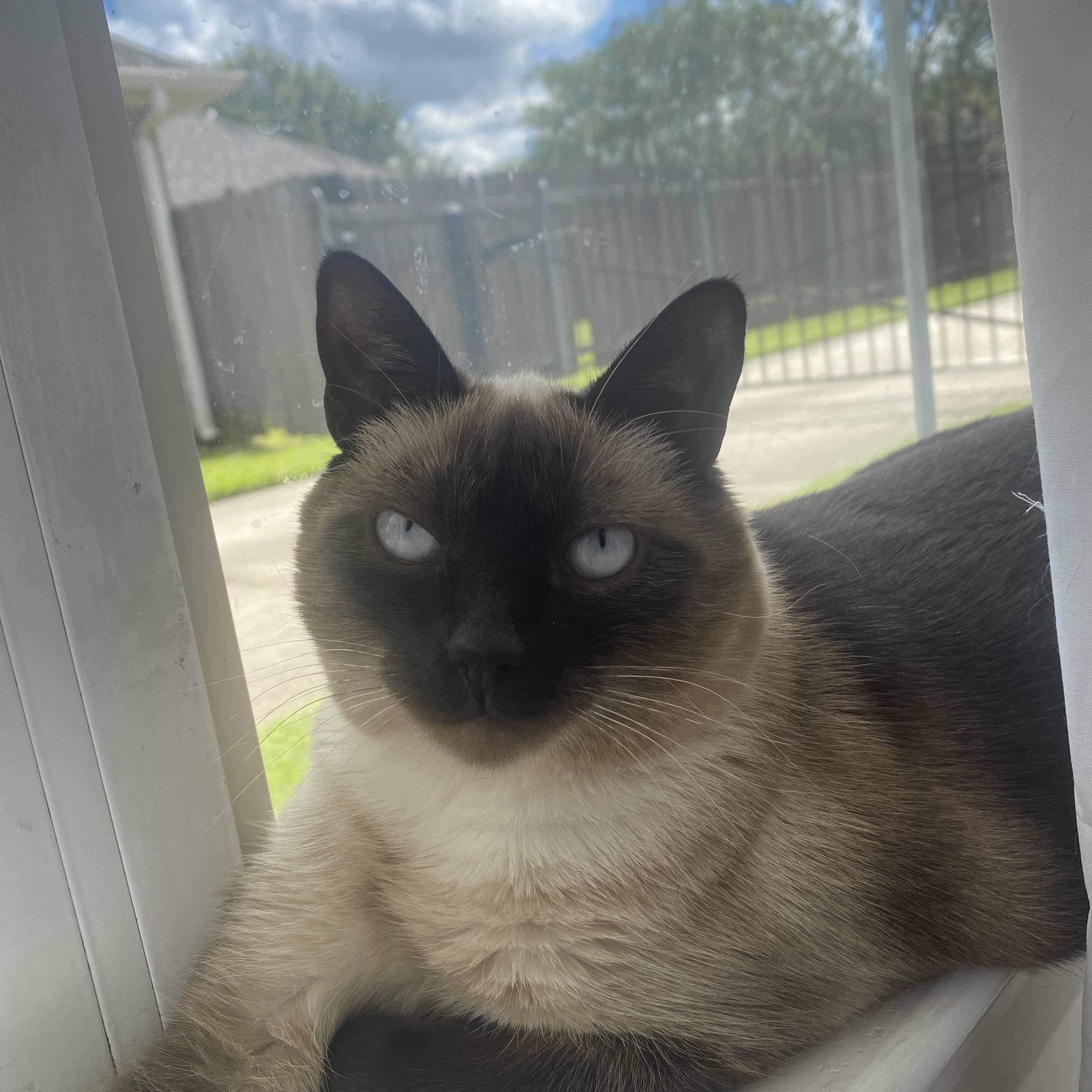 Billie (156013) (In a Foster Home) 1