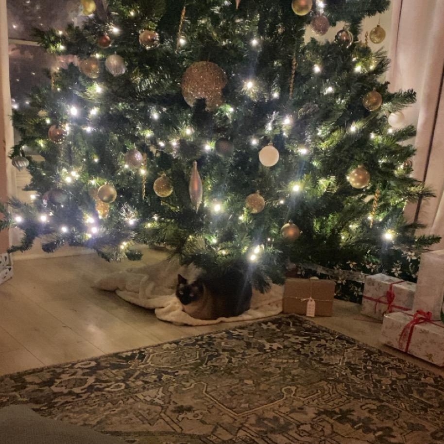 Billie (156013) (In a Foster Home) 6
