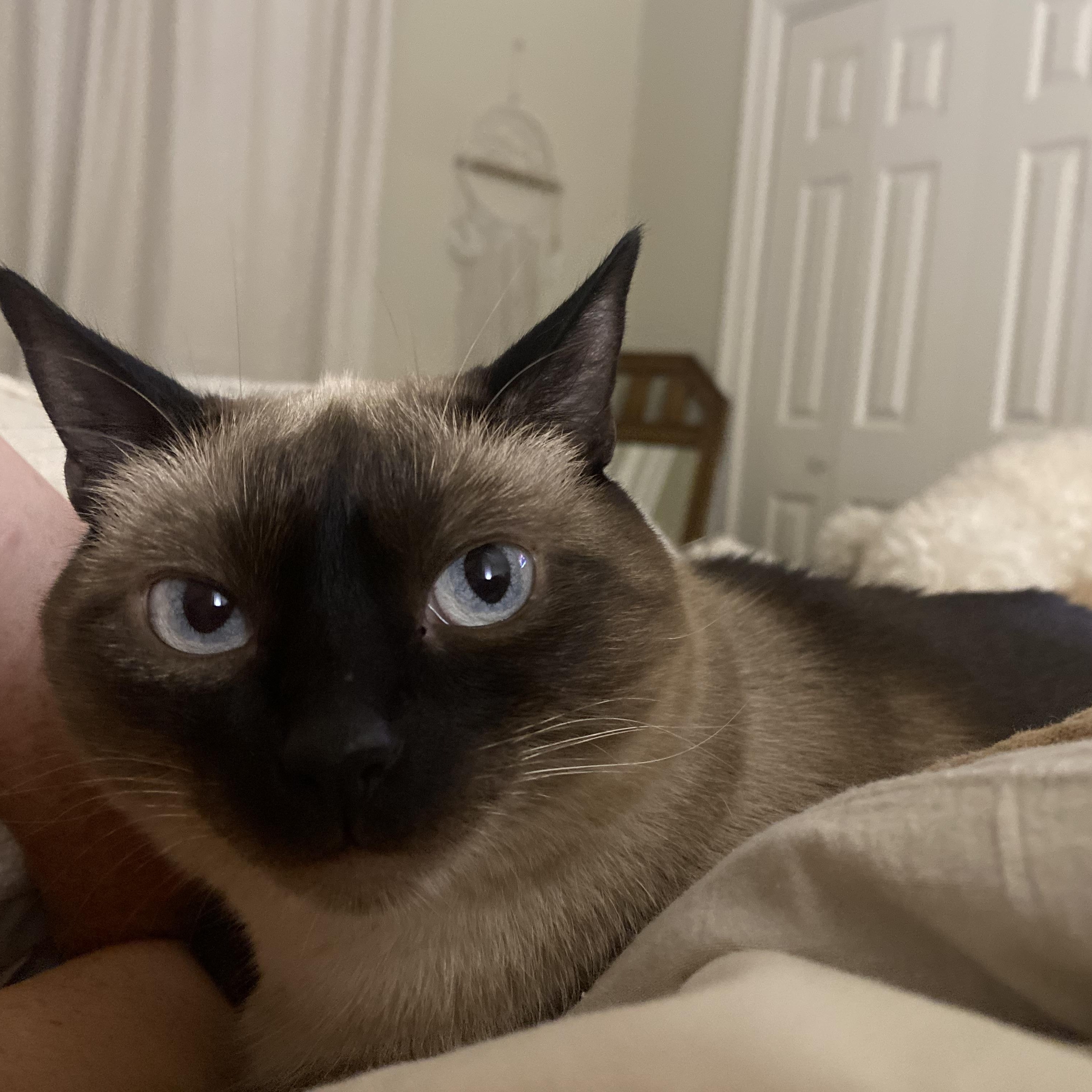 Billie (156013) (In a Foster Home) 4