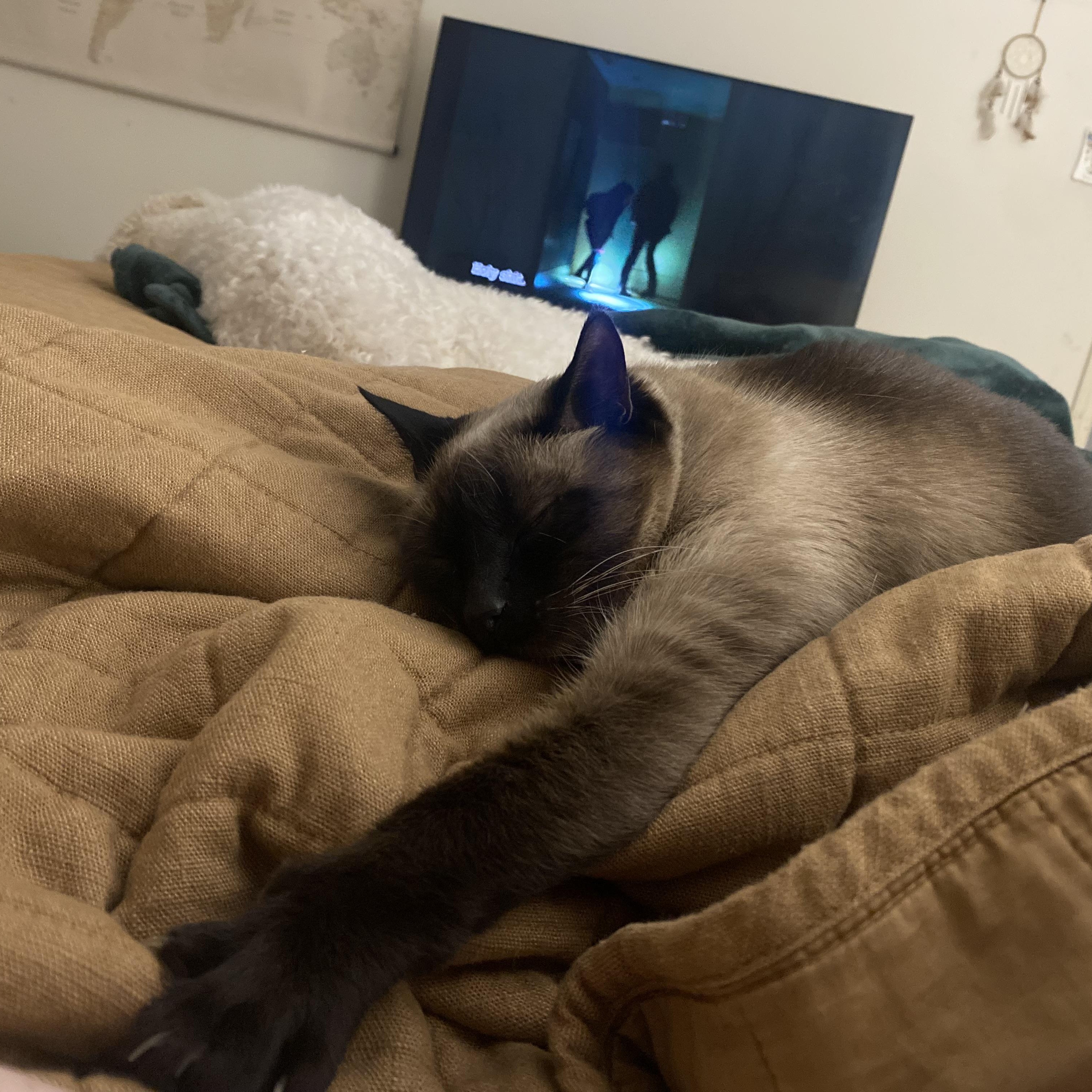 Billie (156013) (In a Foster Home) 3