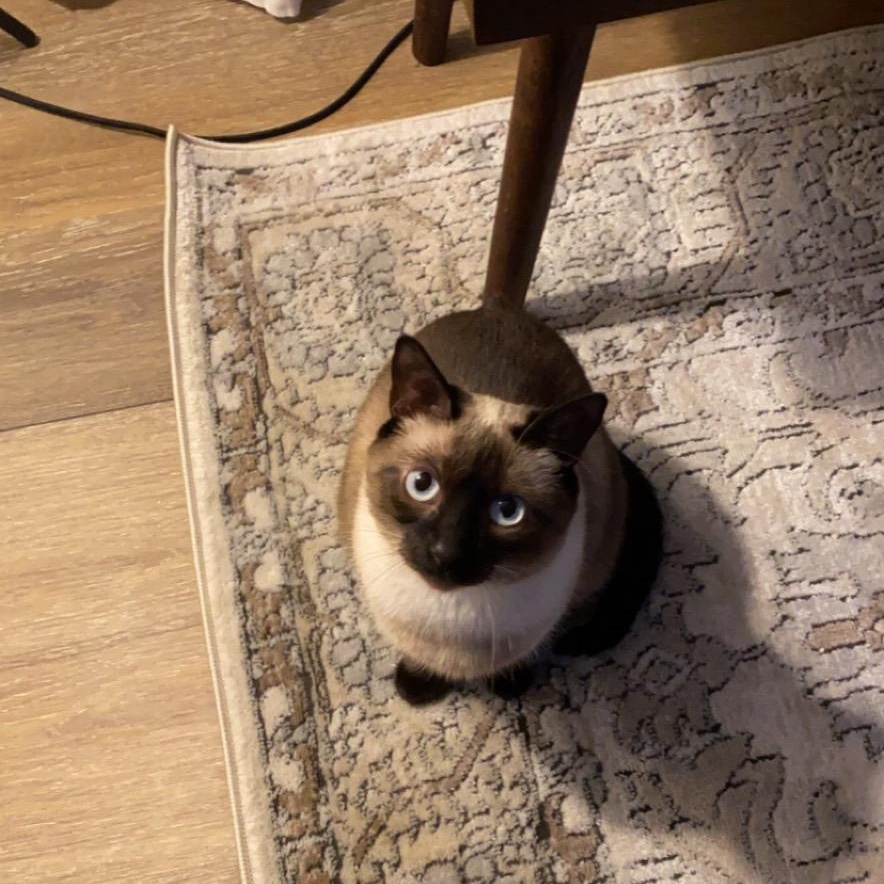 Billie (156013) (In a Foster Home) 2