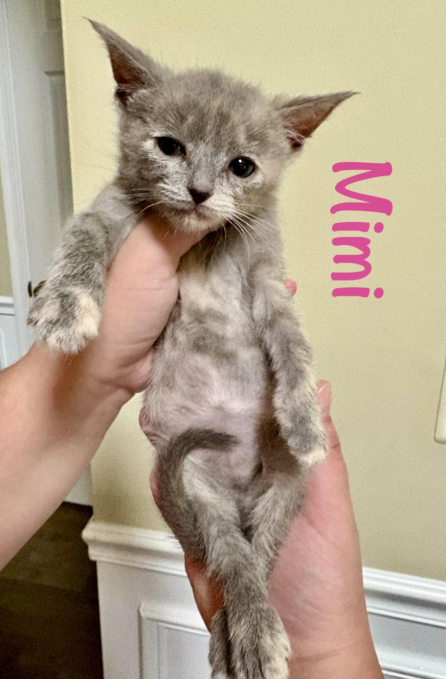 Enlarge Mimi, a Adoptable Domestic Short Hair in Reston, VA image 2/3