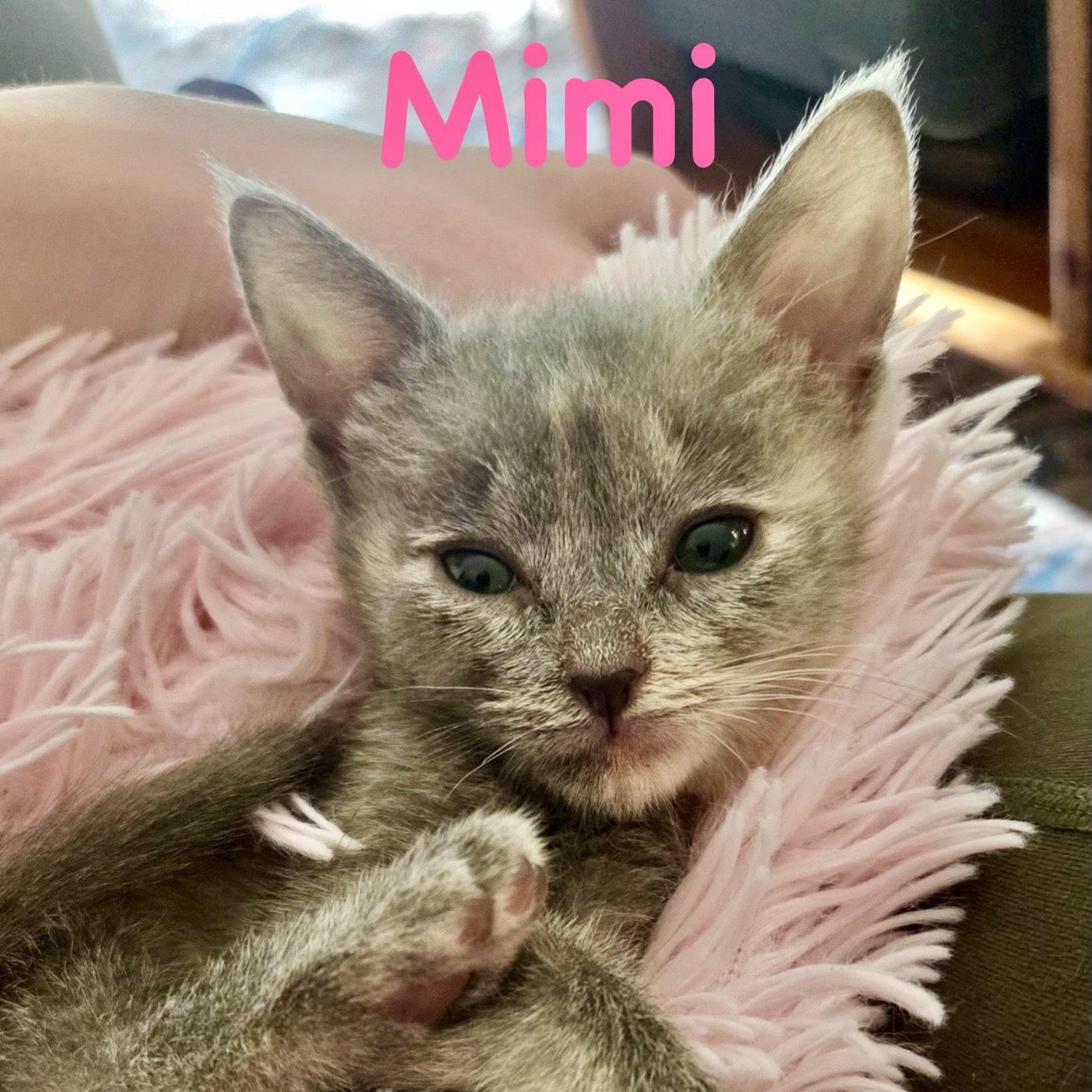 Mimi, Adoptable, Kitten Female Domestic Short Hair.