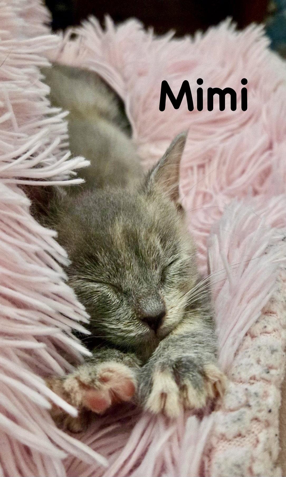 Enlarge Mimi, a Adoptable Domestic Short Hair in Reston, VA image 3/3