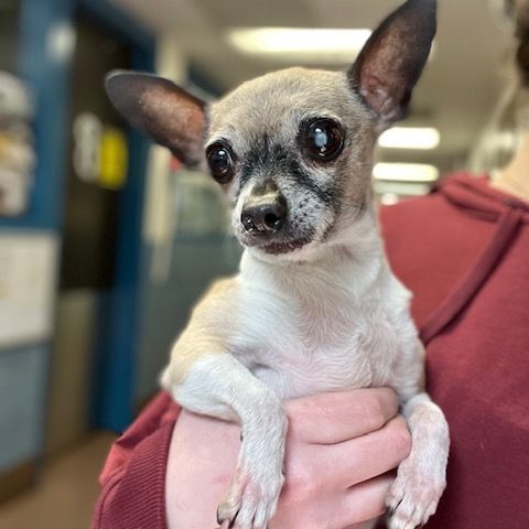 Ellie Sue, a Adoptable Chihuahua in Lincolnwood, IL image 3/14