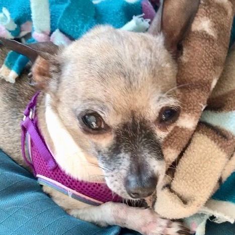 Ellie Sue, a Adoptable Chihuahua in Lincolnwood, IL image 4/14