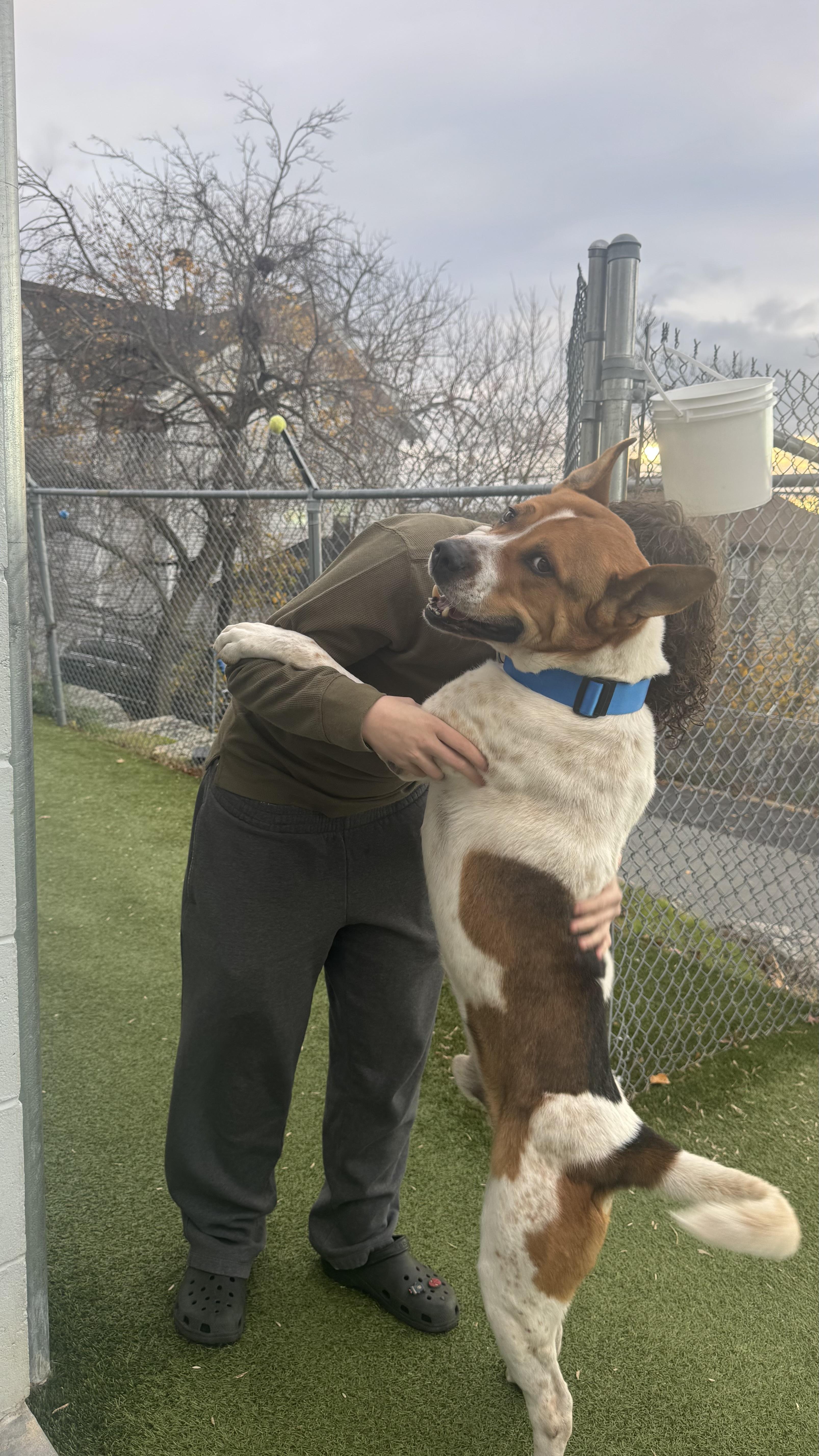 Enlarge Jasper, an adoptable Akita in Fall River, MA image 4/5