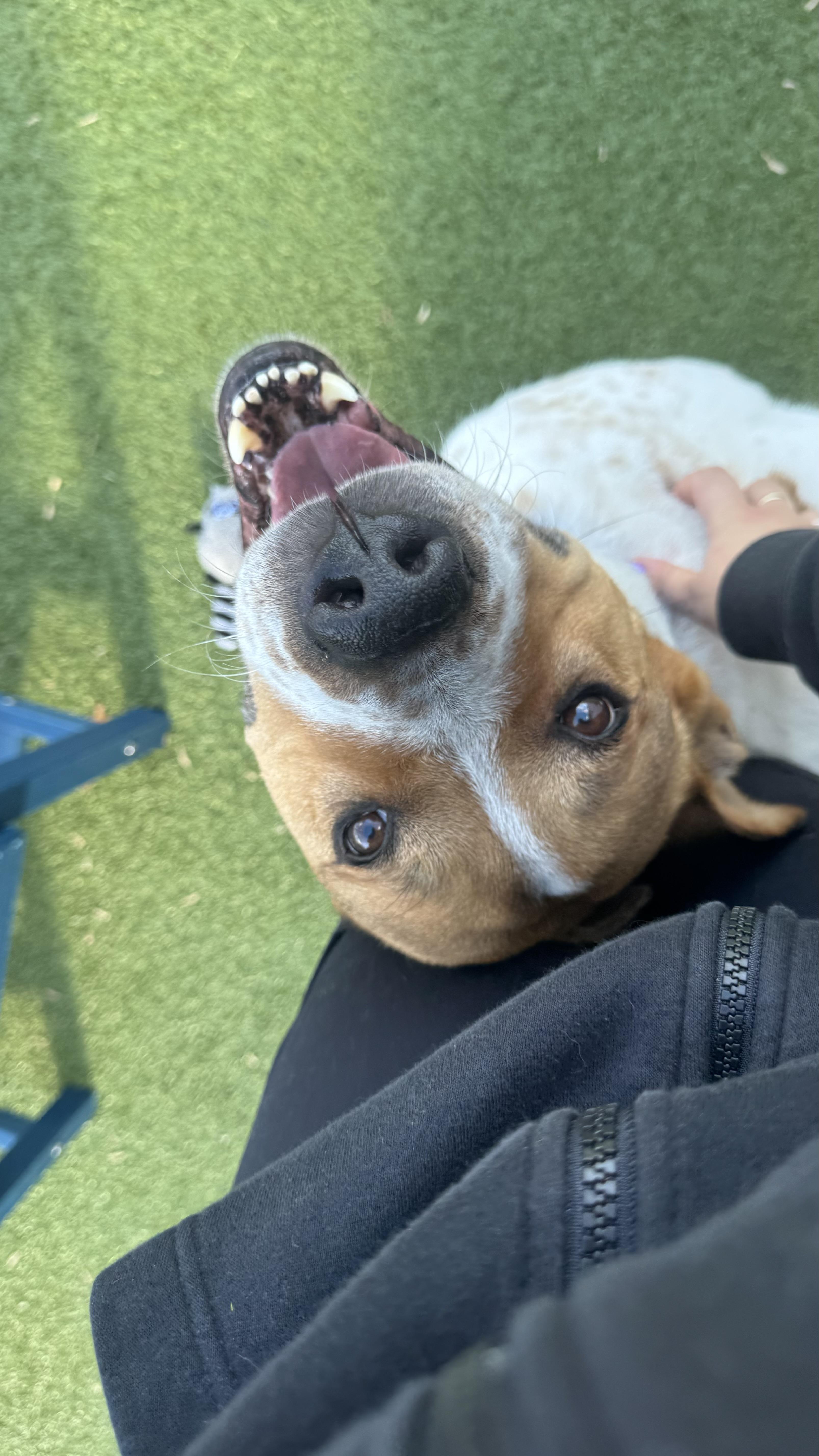 Jasper, adoptable, Adult Male Akita.