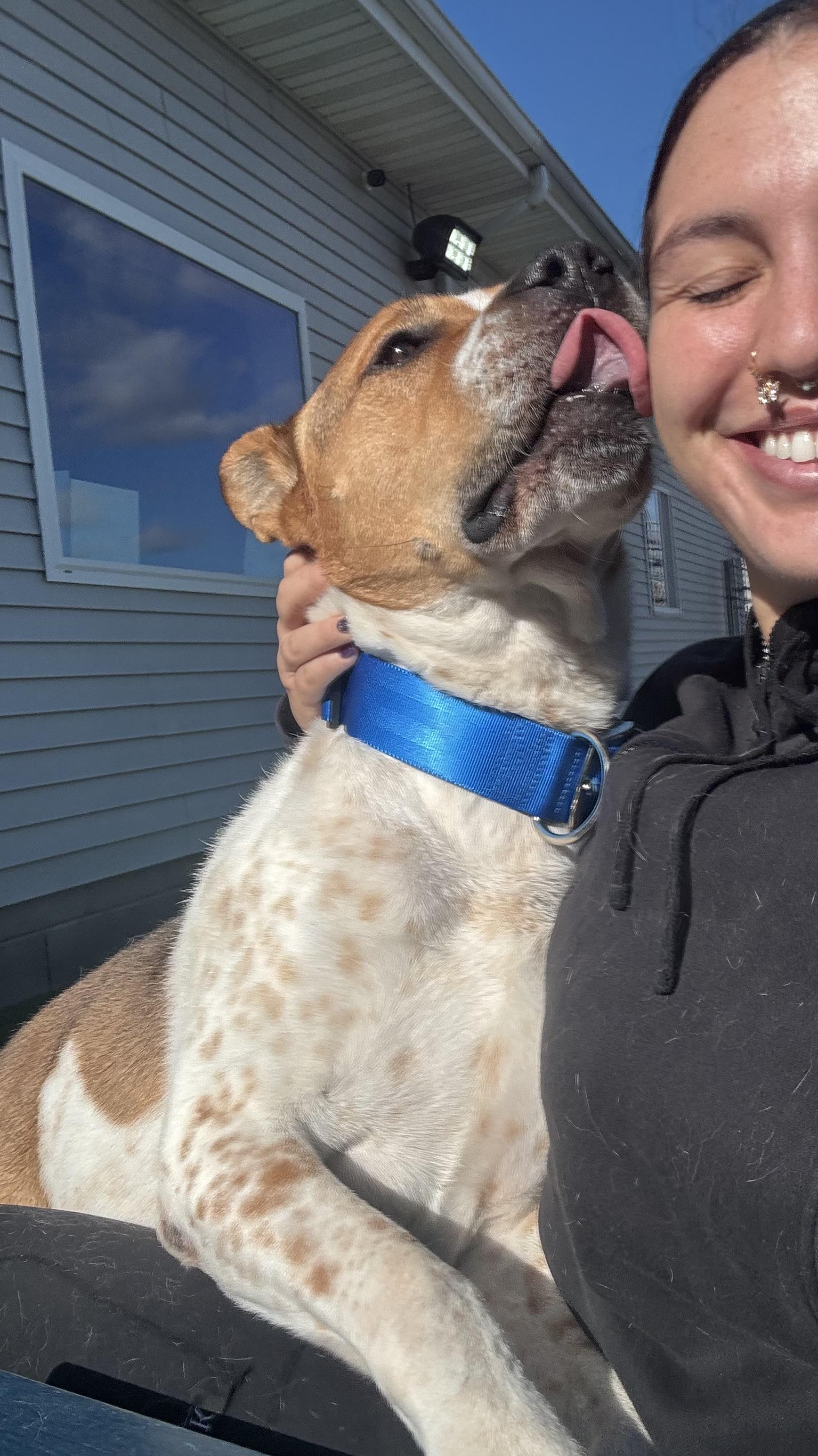 Enlarge Jasper, an adoptable Akita in Fall River, MA image 3/5
