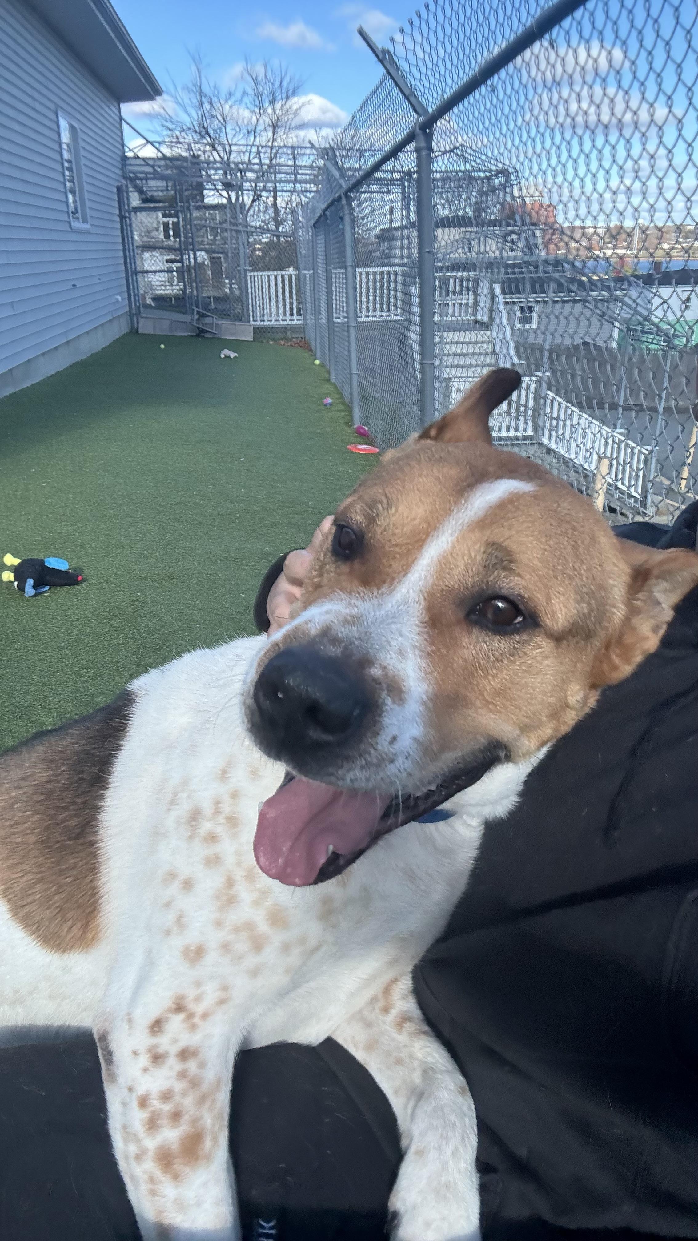 Enlarge Jasper, an adoptable Akita in Fall River, MA image 5/5