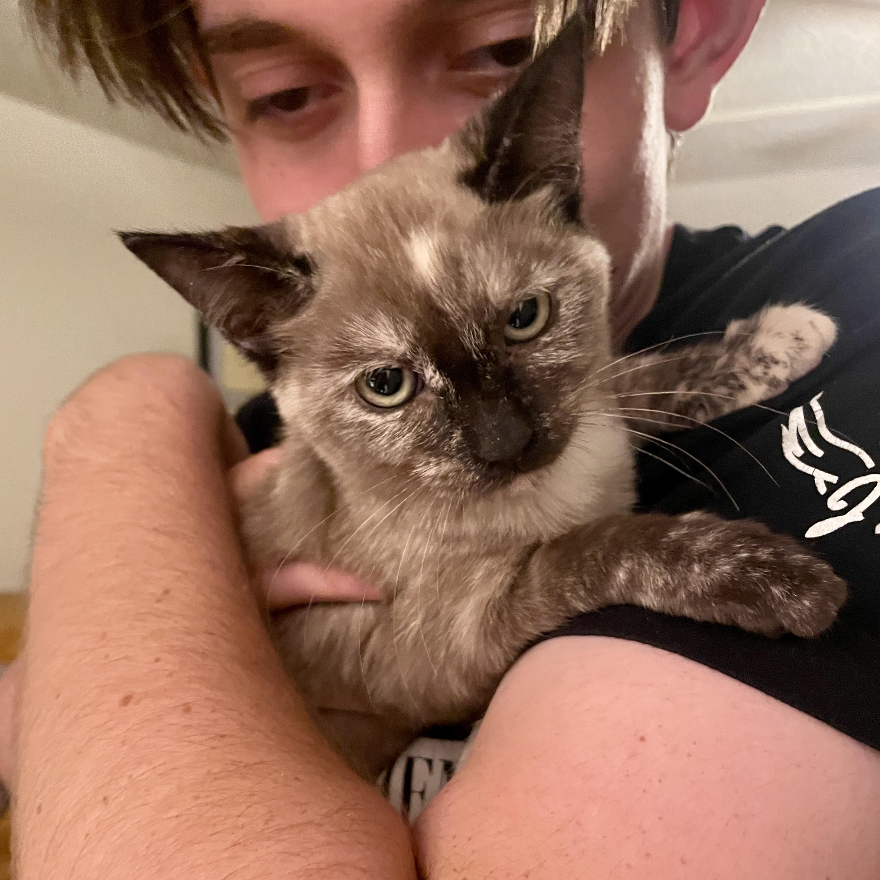 Enlarge Topaz, a Adopted mixed breed in Sunset Valley, TX image 2/3