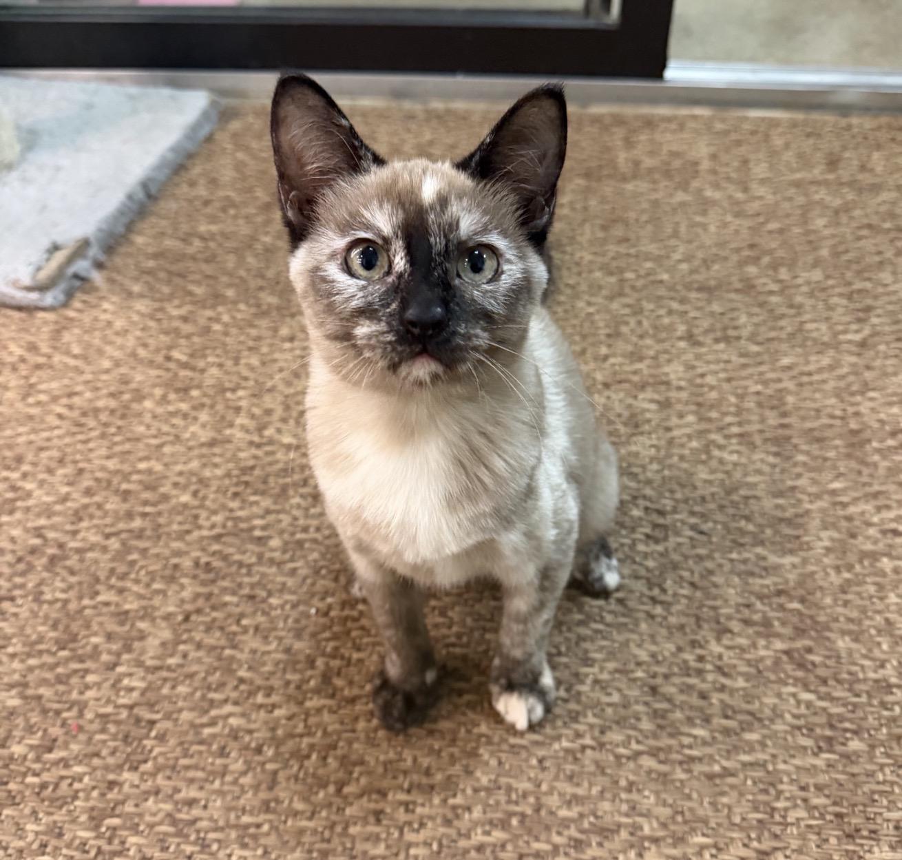 Topaz, Adopted, Kitten Female Siamese.
