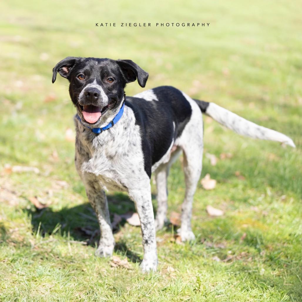 Enlarge William, a Adoptable mixed breed in Brownsboro, AL image 1/6