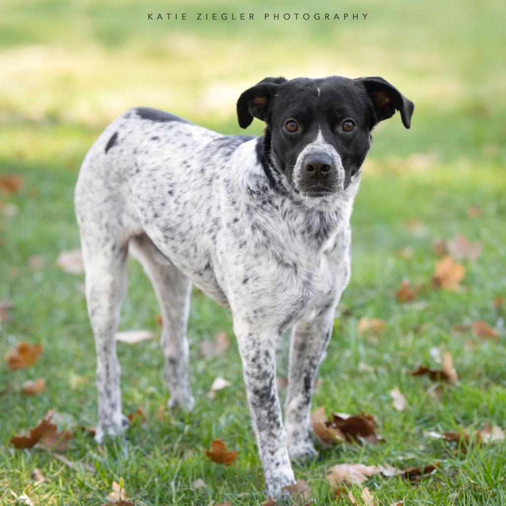 Enlarge William, a Adoptable mixed breed in Brownsboro, AL image 2/6