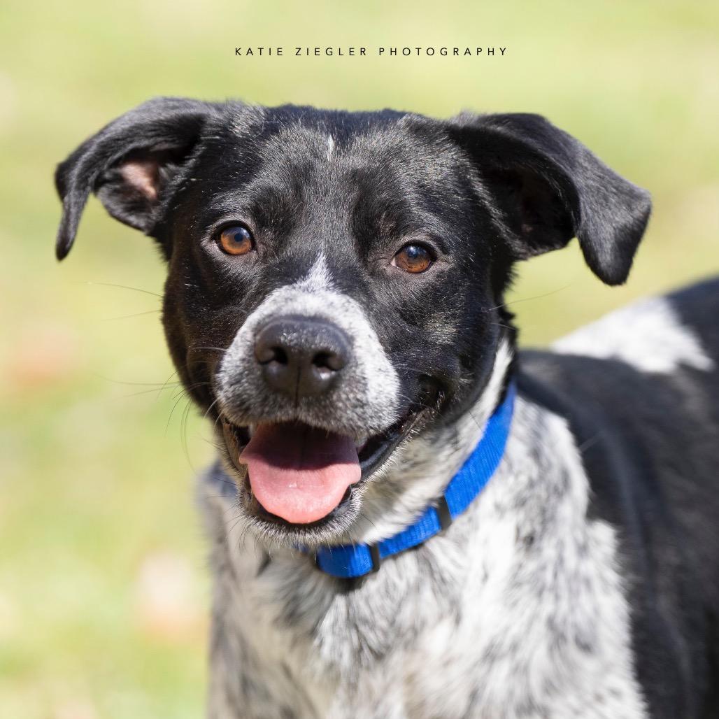 Enlarge William, a Adoptable mixed breed in Brownsboro, AL image 3/6