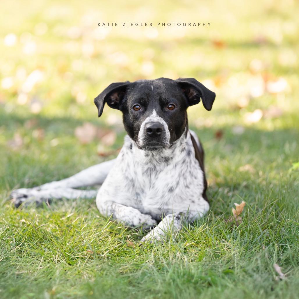 Enlarge William, a Adoptable mixed breed in Brownsboro, AL image 4/6