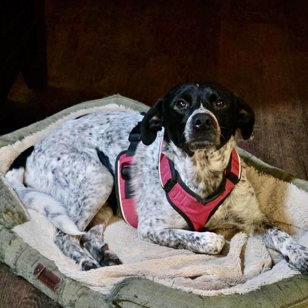 Enlarge William, a Adoptable mixed breed in Brownsboro, AL image 5/6