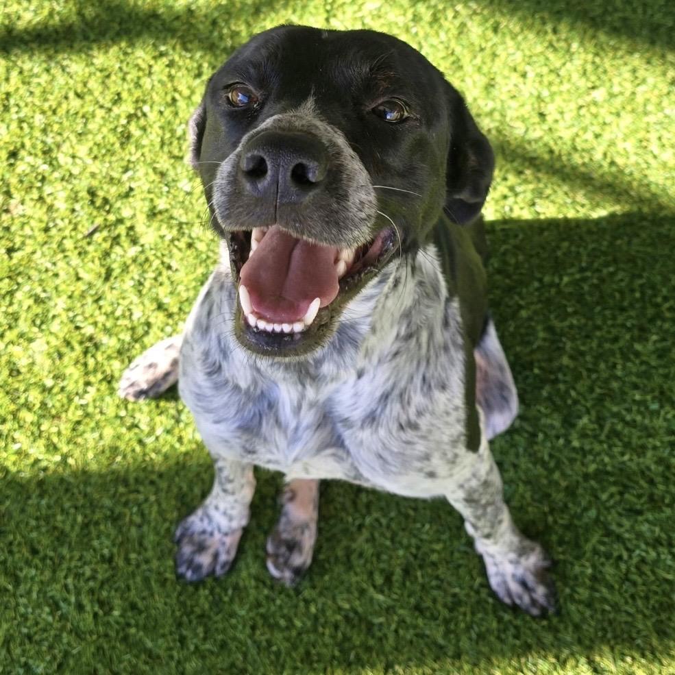 Enlarge William, a Adoptable mixed breed in Brownsboro, AL image 6/6