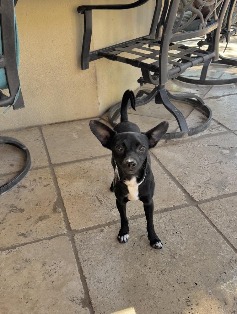 Enlarge Thorn, a Adoptable Chihuahua in Richmond, TX image 1/1