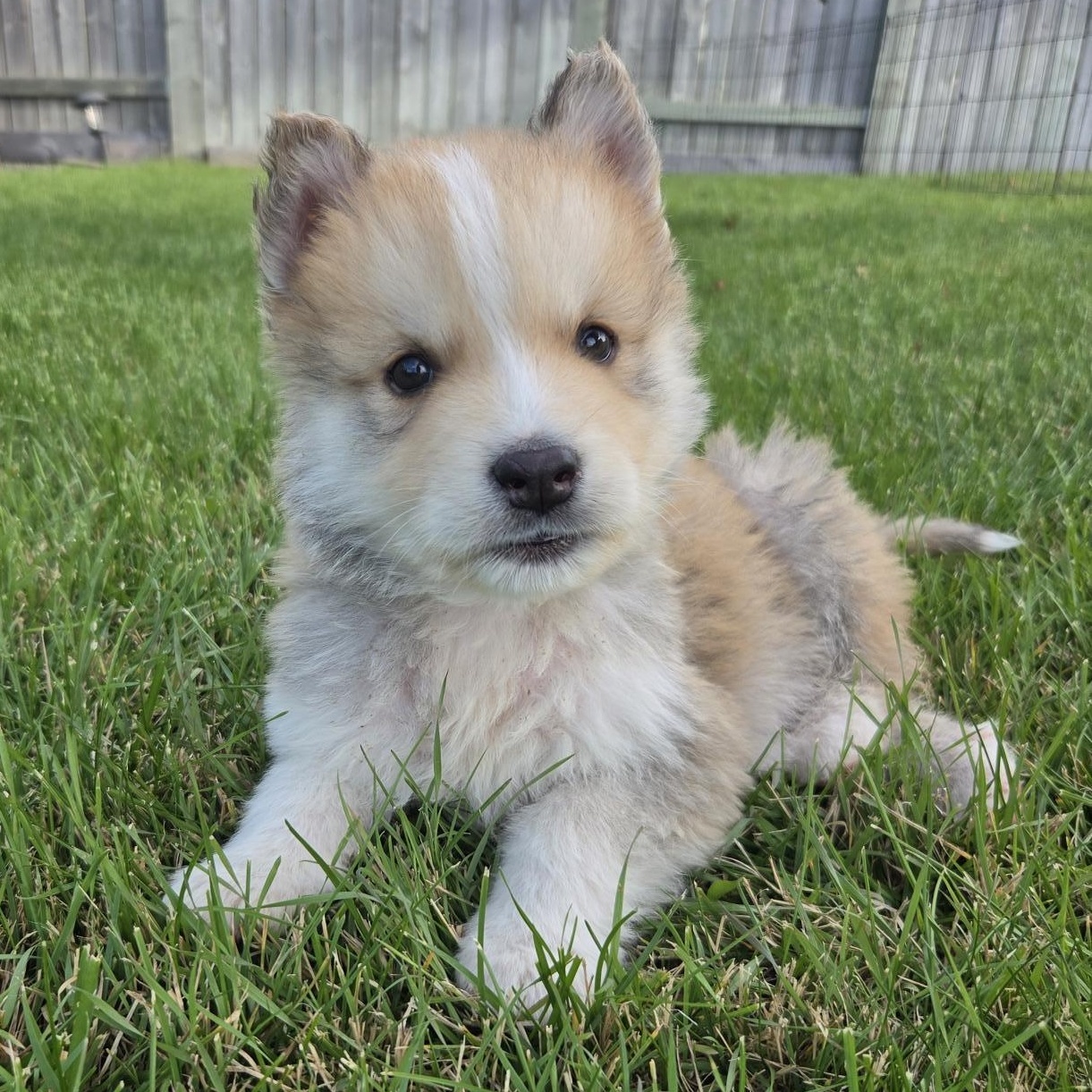 Rusty, Adoptable, Puppy Male Mixed Breed.