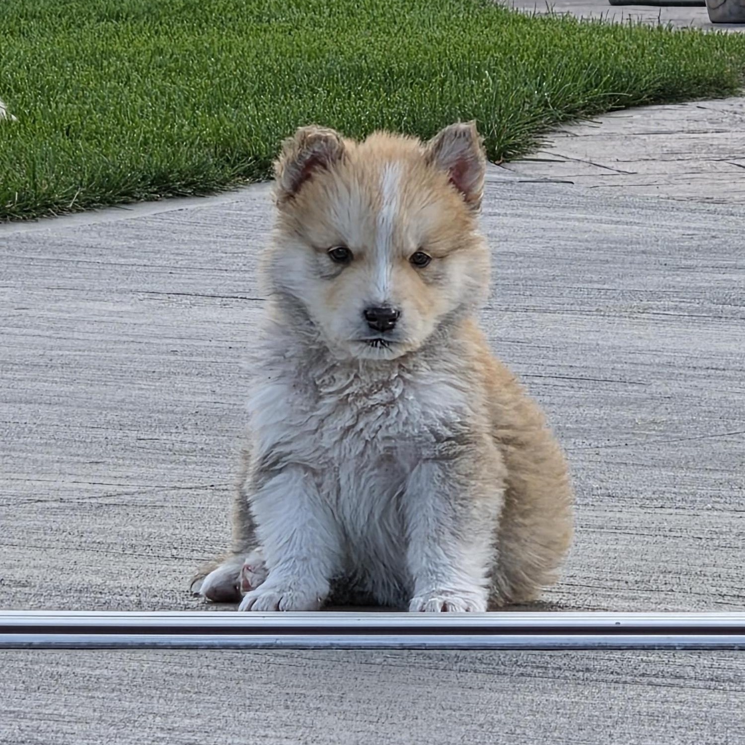 Enlarge Rusty, a Adoptable Mixed Breed in Saskatoon, SK image 5/6