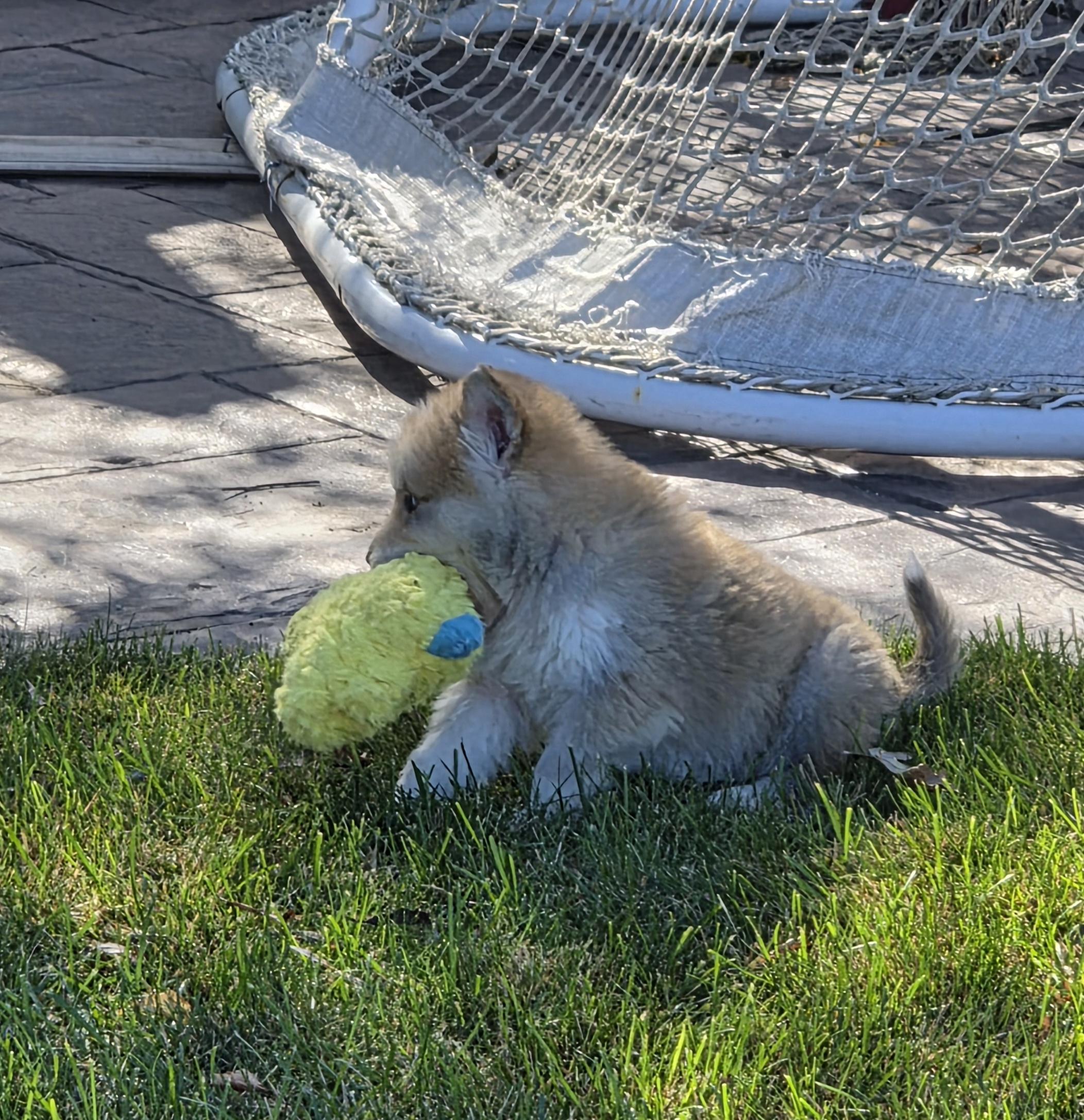 Enlarge Rusty, a Adoptable Mixed Breed in Saskatoon, SK image 3/6