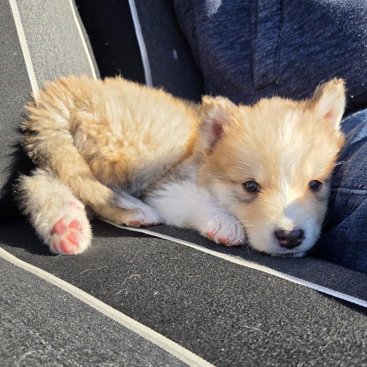 Enlarge Rusty, a Adoptable Mixed Breed in Saskatoon, SK image 2/6