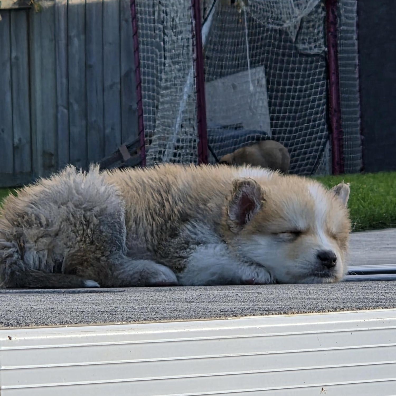 Enlarge Rusty, a Adoptable Mixed Breed in Saskatoon, SK image 6/6