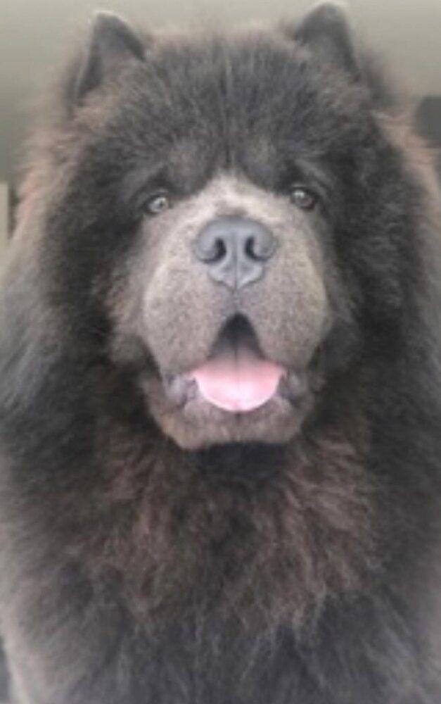 Dallas, Adoptable, Adult Male Chow Chow.