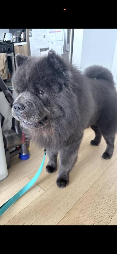 Enlarge Dallas, a Adoptable Chow Chow in Huntington, NY image 2/4