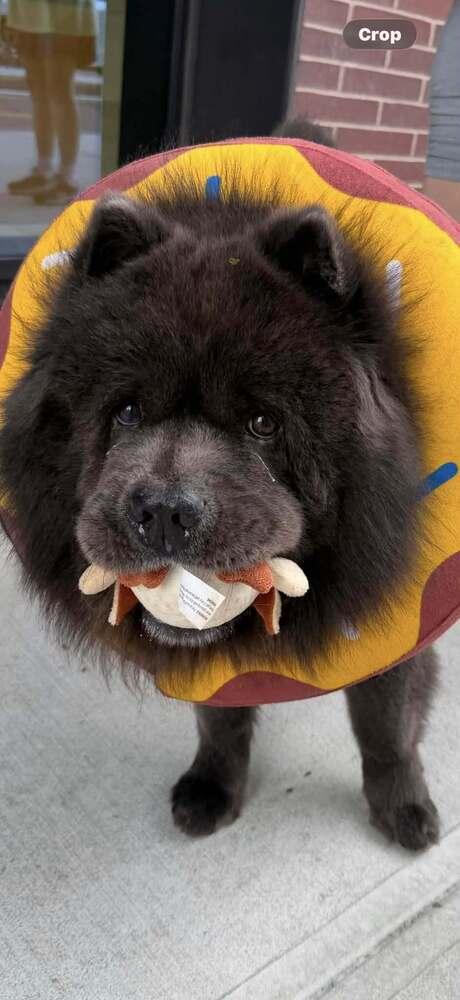 Enlarge Dallas, a Adoptable Chow Chow in Huntington, NY image 3/4