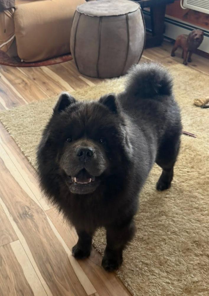 Enlarge Dallas, a Adoptable Chow Chow in Huntington, NY image 4/4