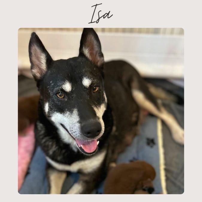 ISA, Adoptable, Adult Female Siberian Husky & Mixed Breed.