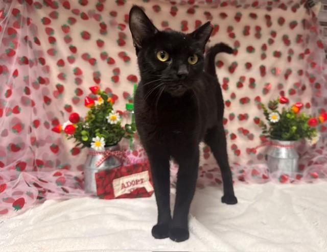 Enlarge BANSHEE, a Adoptable Domestic Short Hair in Fairfield, CA image 1/1